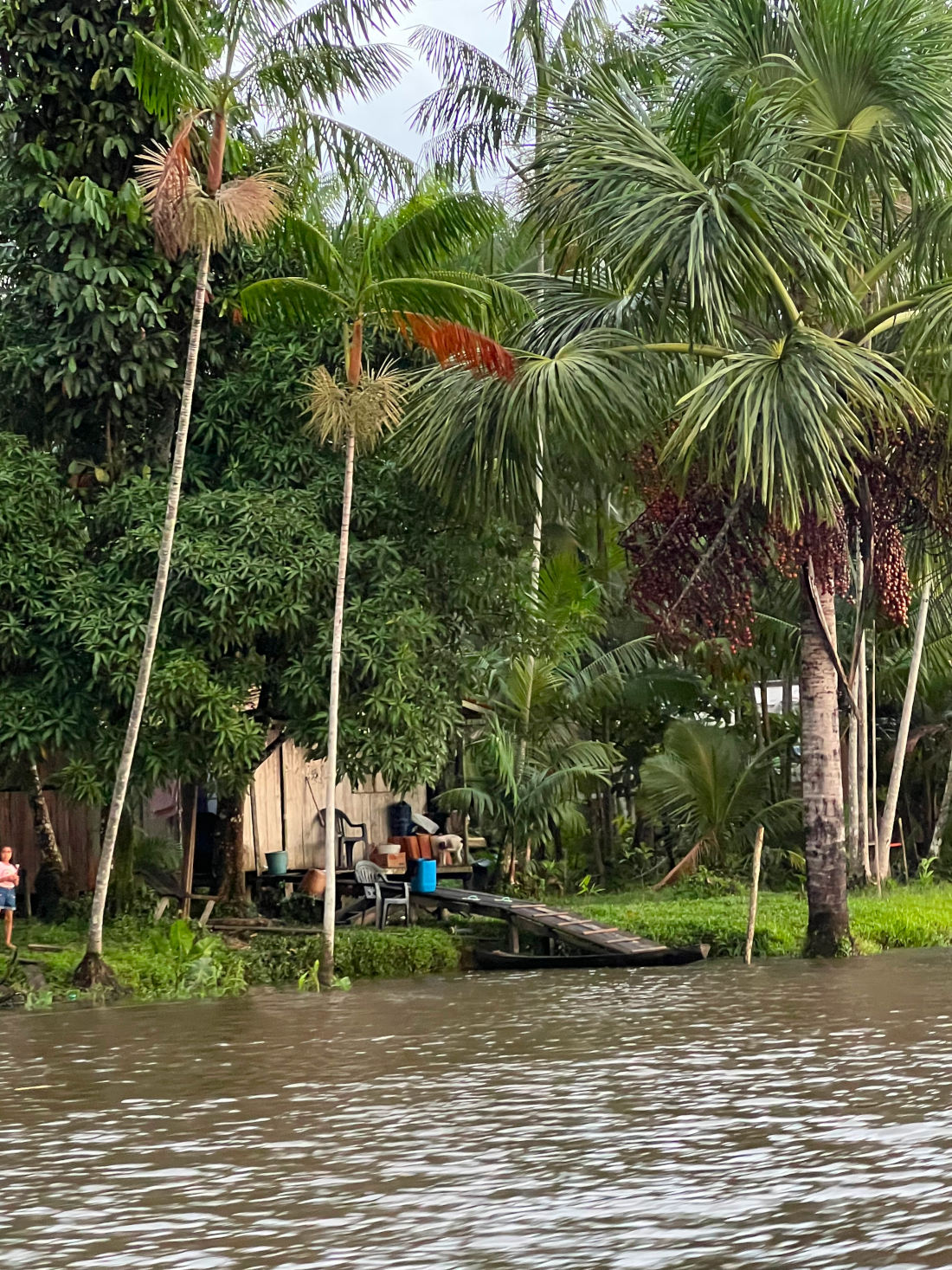 Cacau da Amazonia: Um Tesouro de Sabor e Nutrição